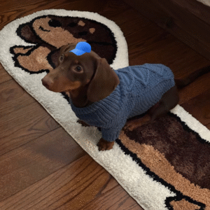 Perro Salchicha