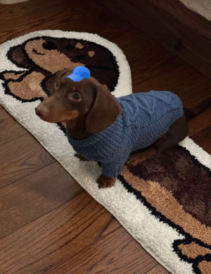 Perro Salchicha